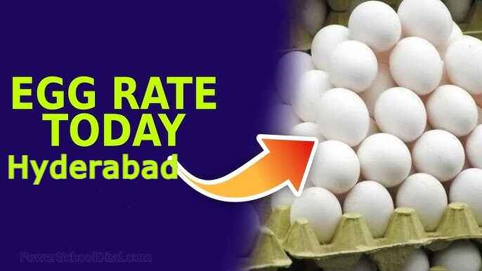 Egg Rate Today Hyderabad